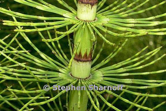 equisetum telmateia ssp braunii 1 graphic